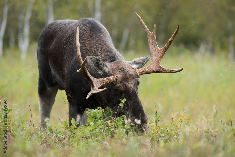 Fototapeta premium Łoś (Alces alces) moose