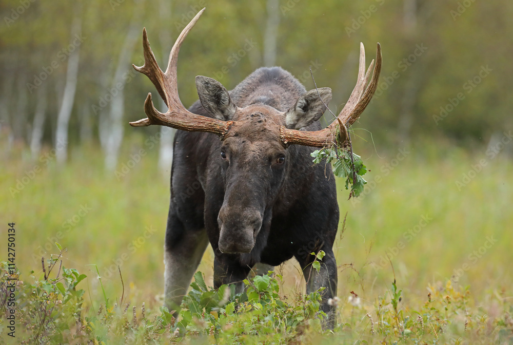 Łoś (Alces alces) moose Łoś (Alces alces) moose