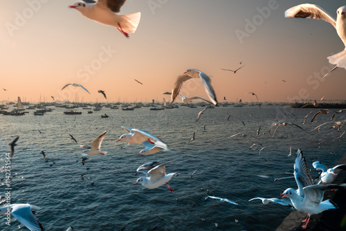 Photography Seagulls over Apollo Bunder in Mumbai, Maharashtra, India