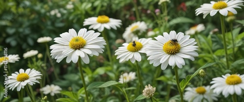 Various insects on white zinnia flower in natural garden setting, summer, bugs, insects