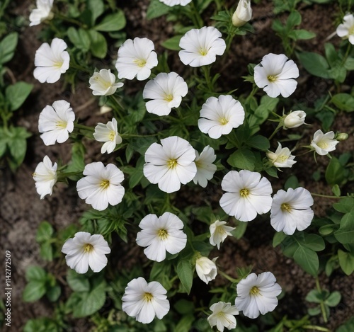 Top view of lesser bindweed convolvulus arvensis blossoms, flora, outdoor photo