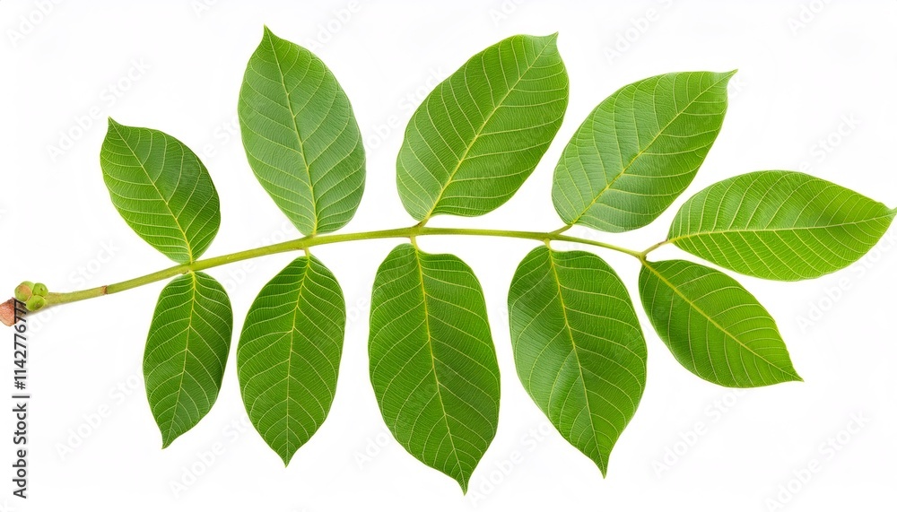 Walnut branch displaying verdant leaves, hanging naturally against pristine white backdrop Walnut branch displaying verdant leaves, hanging naturally against pristine white backdrop