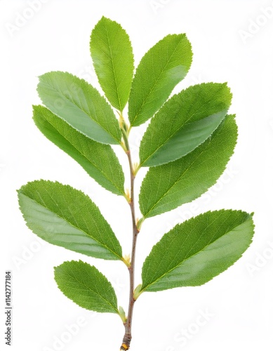 Green alder buckthorn branch displaying multiple leaves, studio photographed against white backdrop with sharp focus photo