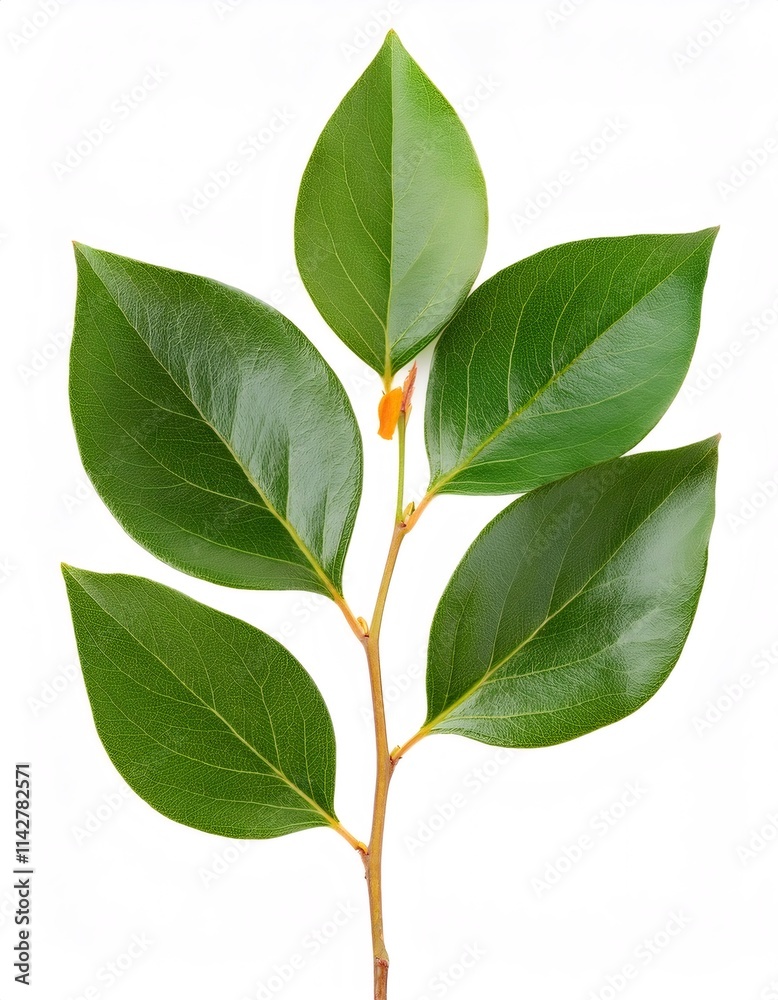 Fototapeta premium Persimmon twig with lush green leaves, creating a vibrant and natural image against a clean white backdrop