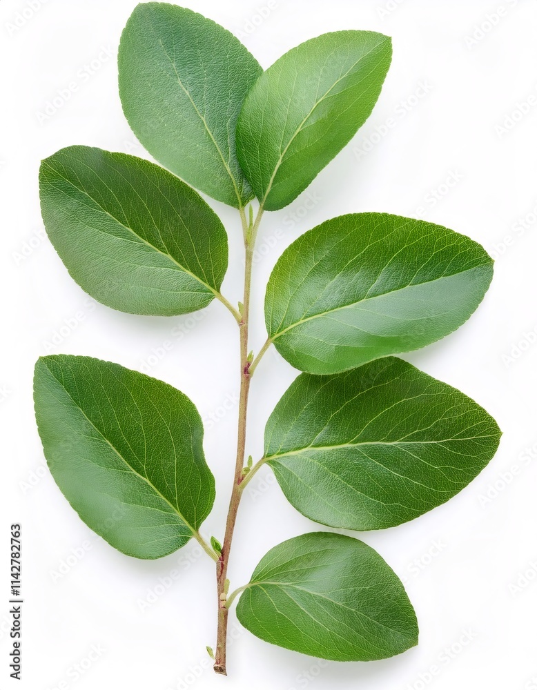 Obraz premium Quince branch displaying verdant leaves, isolated on white, highlighting botanical elegance and natural freshness