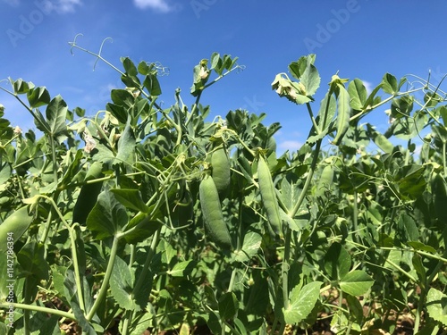 Crop of Vining peas in July, Lincolnshire, England, United Kingdom