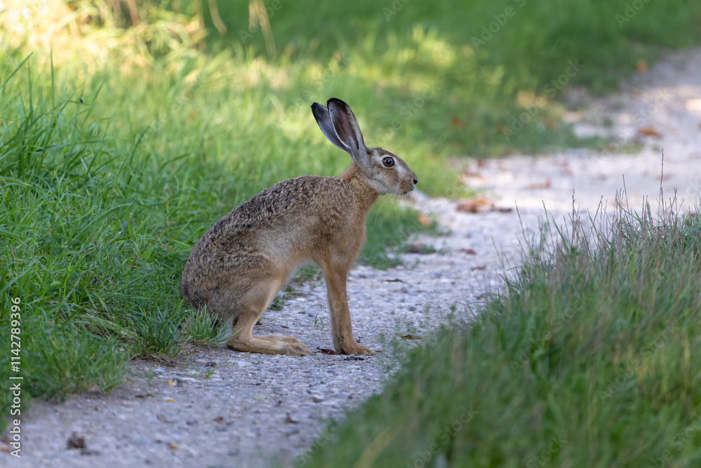 Fototapeta premium Feldhase beim Yoga - er dehnt und streckt sich