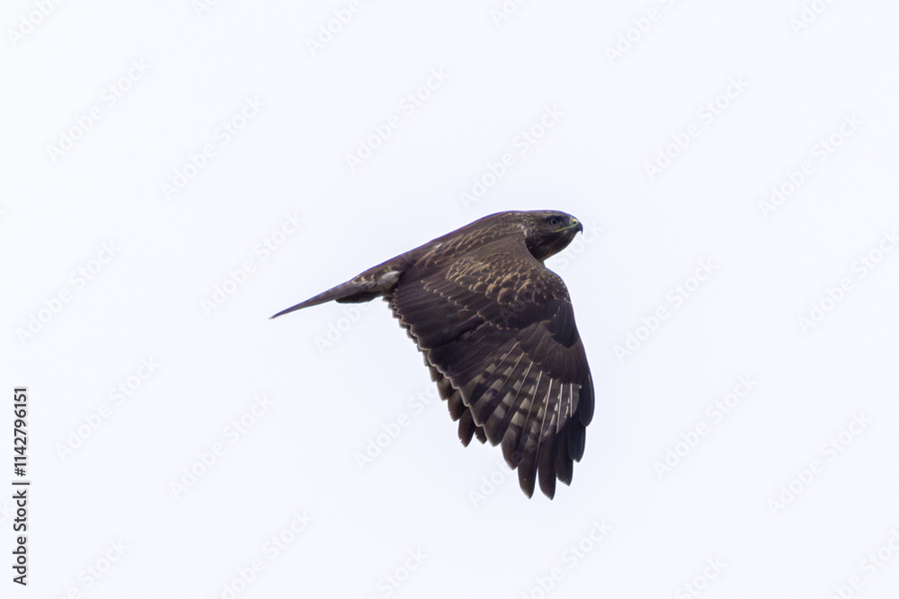 Obraz premium Common Buzzard (Buteo buteo), spotted over Baldoyle Racecourse, Dublin; common in Europe