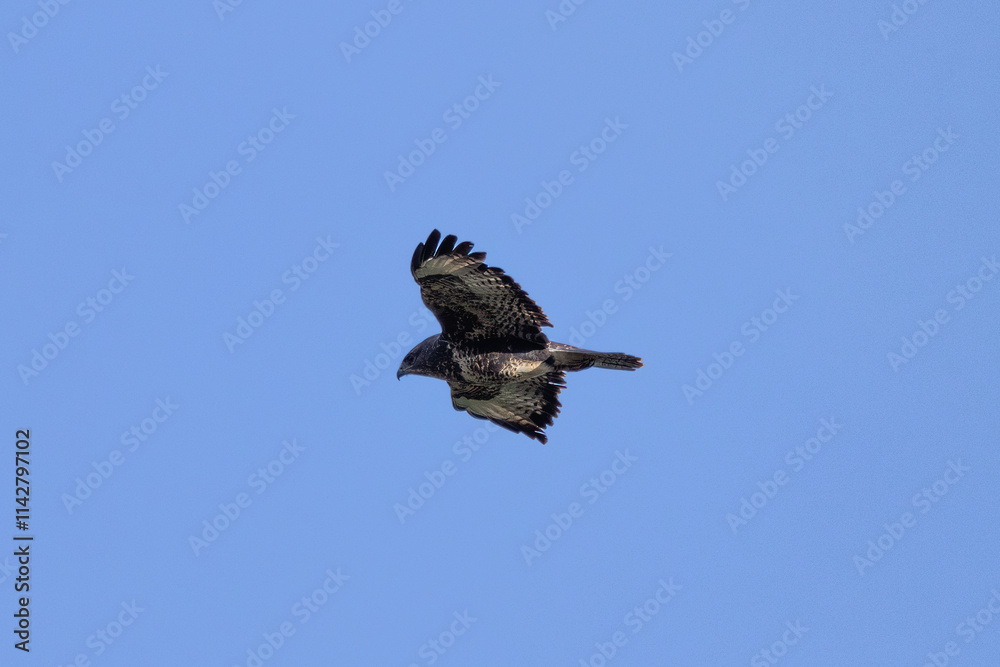 Common Buzzard (Buteo buteo), spotted over Baldoyle Racecourse, Dublin; common in Europe Common Buzzard (Buteo buteo), spotted over Baldoyle Racecourse, Dublin; common in Europe