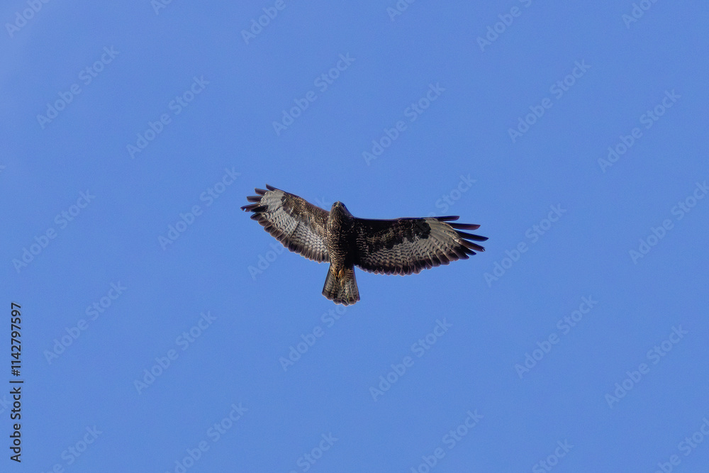 Common Buzzard (Buteo buteo), spotted over Baldoyle Racecourse, Dublin; common in Europe Common Buzzard (Buteo buteo), spotted over Baldoyle Racecourse, Dublin; common in Europe