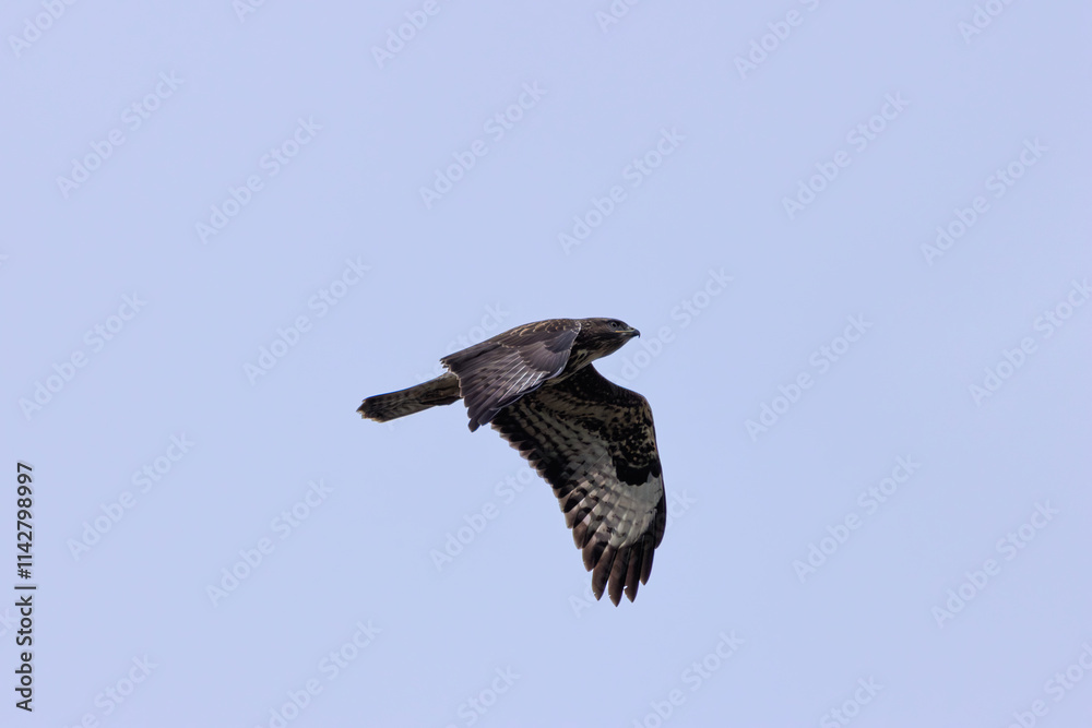 Common Buzzard (Buteo buteo), spotted over Baldoyle Racecourse, Dublin; common in Europe Common Buzzard (Buteo buteo), spotted over Baldoyle Racecourse, Dublin; common in Europe