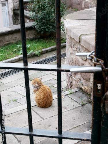 yellow stray cat behind the iron bar door