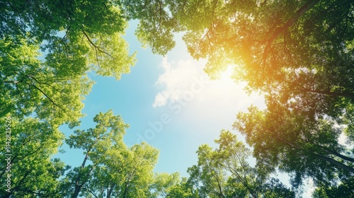 Sunlight Through the Canopy: A serene view of a forest's lush canopy, with the sun shining through the leaves and illuminating the sky above. The image evokes a sense of tranquility and peace.