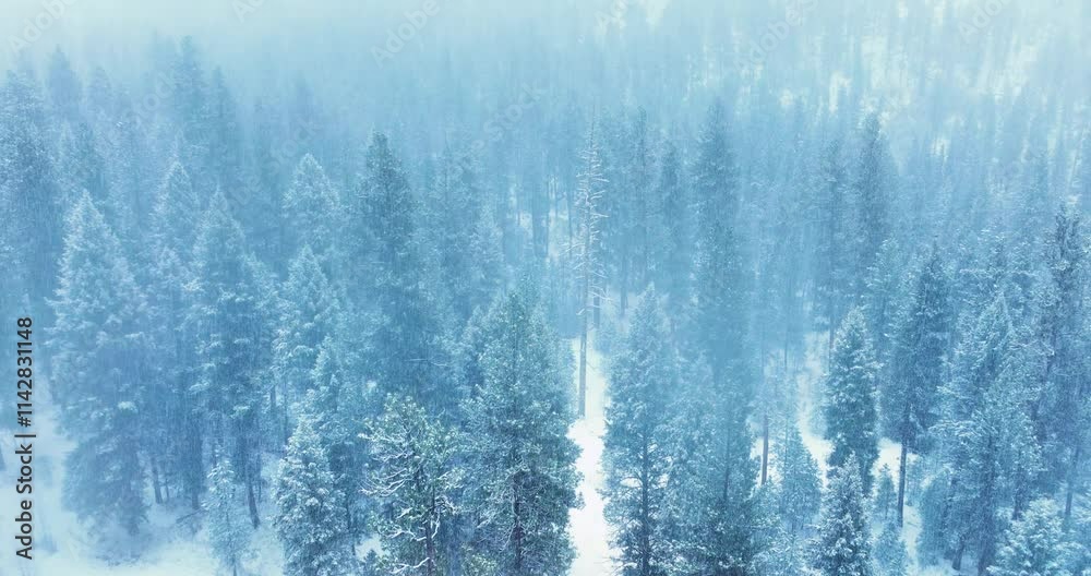 Snowfall and Blizzard Over Forest in the Pacific Northwest Snowfall and Blizzard Over Forest in the Pacific Northwest
