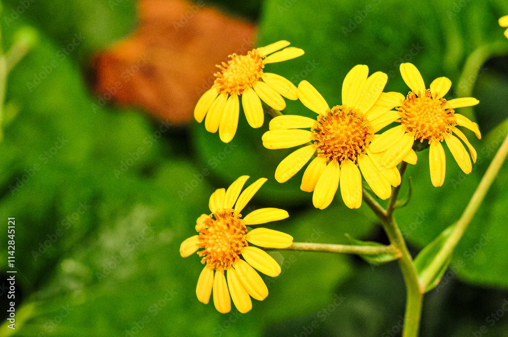 Front view, close distance of, three yellow, tropical flowers, with golden centers, in full bloom, under sunlight Front view, close distance of, three yellow, tropical flowers, with golden centers, in full bloom, under sunlight