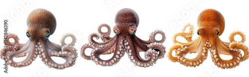 three octopuses in different color variations each octopus has eight tentacles with suction cups the octopuses are isolated against a transparent background