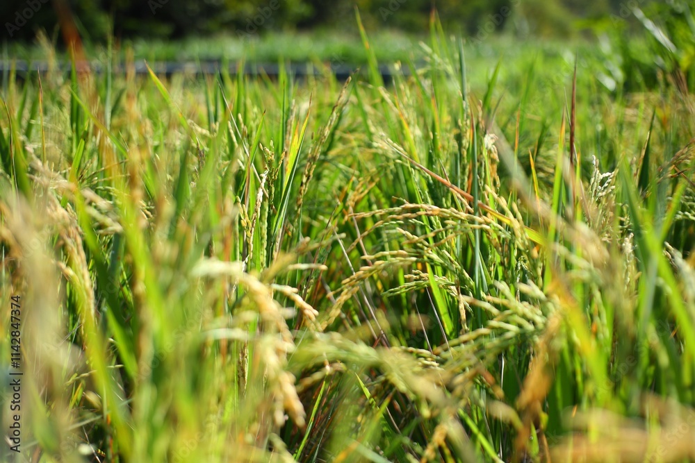 Obraz premium Close-Up of Vibrant Green Rice Plants in a Lush Paddy Field