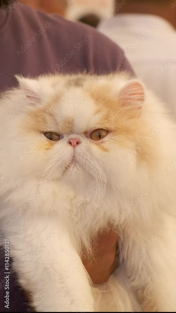 Vertical video of ragg doll flat faced white cat with curled tongue falling asleep. fluffy cat persian breed. Vertical video of ragg doll flat faced white cat with curled tongue falling asleep. fluffy cat persian breed.