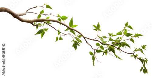 PNG Tree branches plant leaf