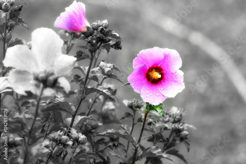 Pink blossoming flower against black and white stems and leaves after rain. Close-up of blossoming flower with raindrops on petals.