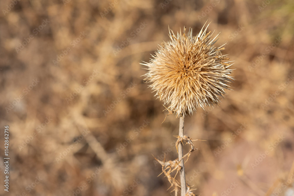 wild plants. prickly plants and flowers photos. wild plants. prickly plants and flowers photos.