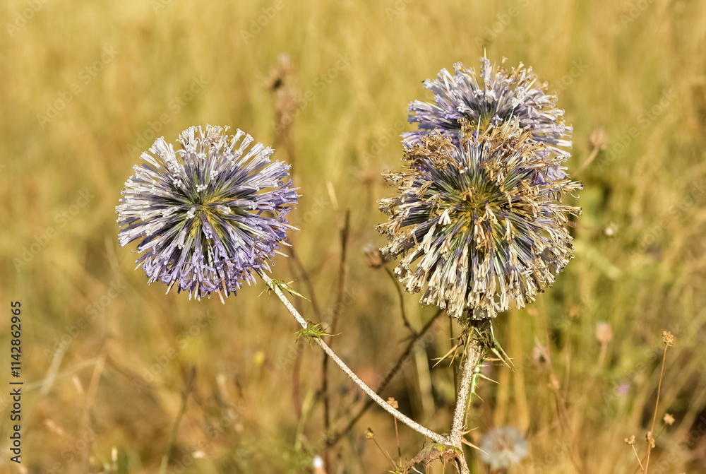 wild plants. prickly plants and flowers photos. wild plants. prickly plants and flowers photos.