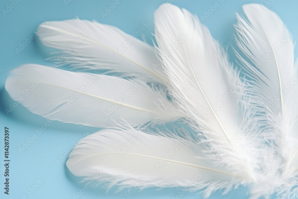 Image of three white feathers lying on a blue surface, suitable for use in editorial or design contexts Image of three white feathers lying on a blue surface, suitable for use in editorial or design contexts
