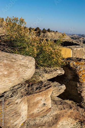 Rocks in wilderness with plants