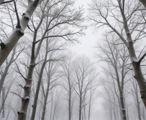 Grey and white snowflakes gently settling on bare trees,  winter,  trees