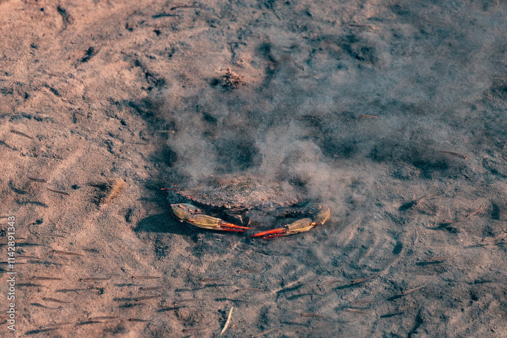 Large blue crab walking in shallow water