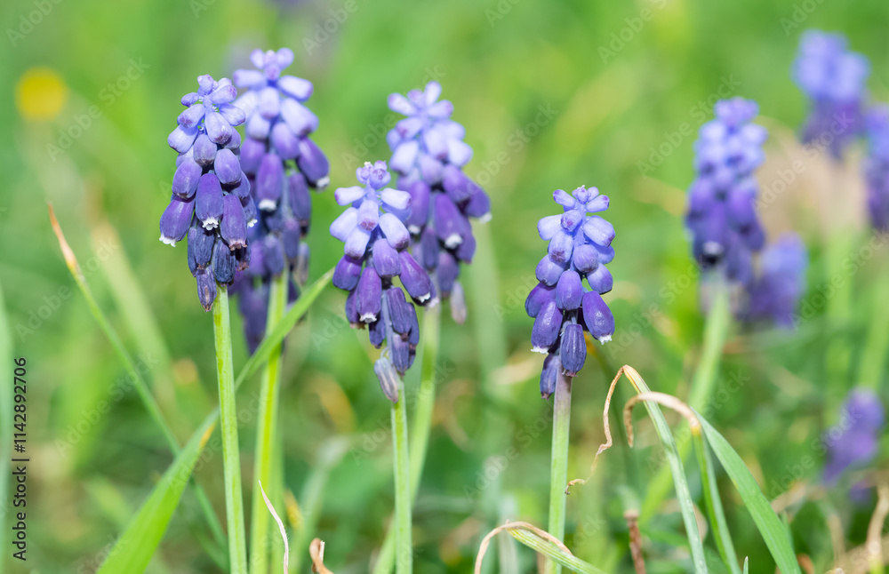 photos of wild flowers, wild hyacinths photos of wild flowers, wild hyacinths