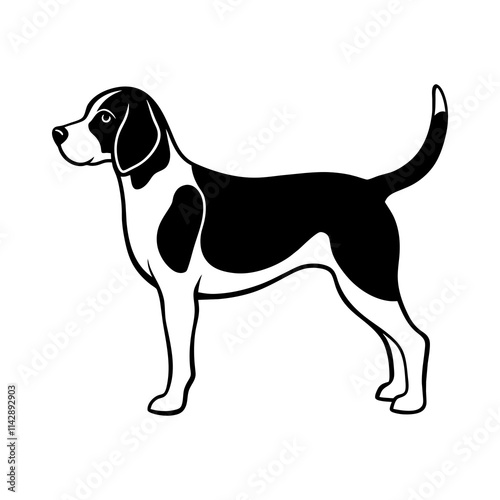 beagle dog isolated on white