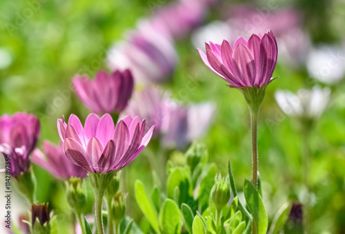 various garden flowers, various daisies