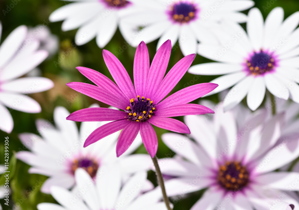 various garden flowers, various daisies various garden flowers, various daisies