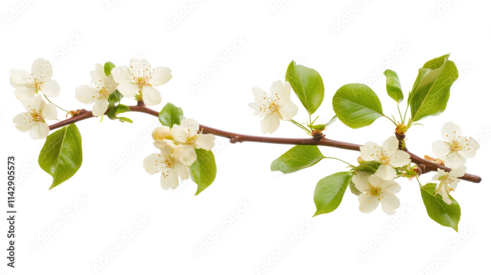 Obraz premium Blossoming tree branch, transparent background