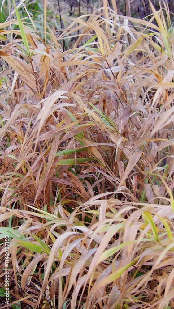 A field plant is a close-up shot. Autumn A field plant is a close-up shot. Autumn