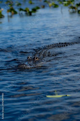 alligator in the water