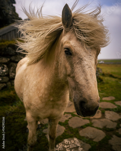 portrait of a horse