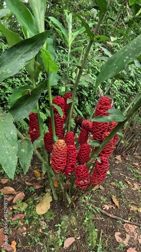 Red Zinzigiber spectabile, Costa Rica photo