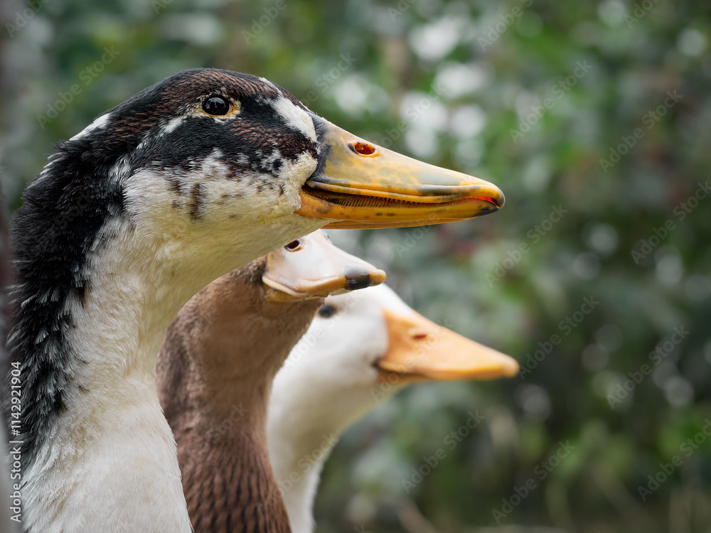 Free range duck on a farm.