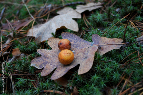 oak galls on leaves lying on green moss in the forest