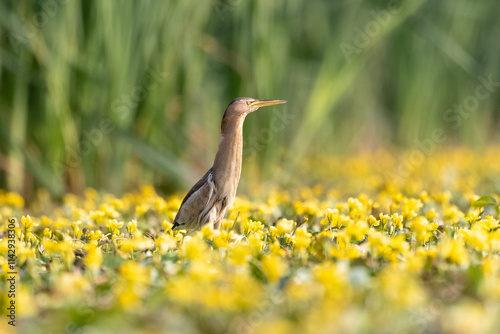 Zwergdommel in einem See mit blühenden Wasserpflanzen auf der Suche nach einem Fisch - aufgenommen aus dem floating hide photo