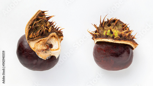 Two horse chestnuts with caps of halves of the skin on a white background. photo