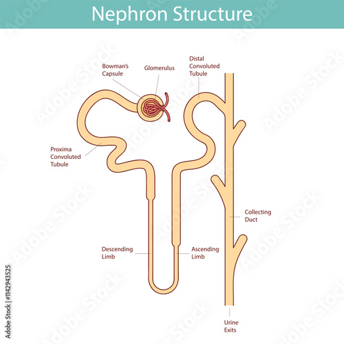 Structure of the nephron of the kidney. Vector medical illustration