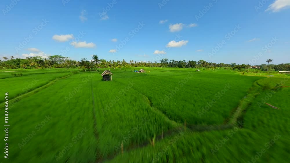 Dynamic FPV flight over beautiful green rice fields in Bali, Indonesia Dynamic FPV flight over beautiful green rice fields in Bali, Indonesia