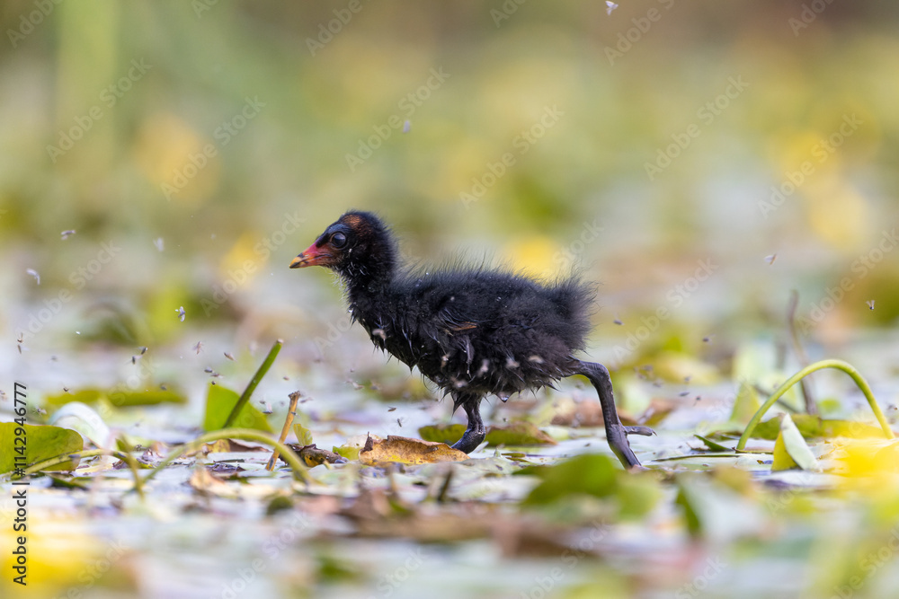 Teichrallenküken läuft in einem Teich über Wasserpflanzen - aufgenommen aus dem floating hide Teichrallenküken läuft in einem Teich über Wasserpflanzen - aufgenommen aus dem floating hide