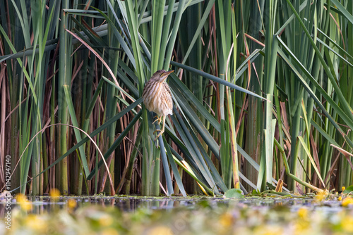 Zwergdommel sitzt auf Halmen im Schilf - aufgenommen aus dem floating hide photo