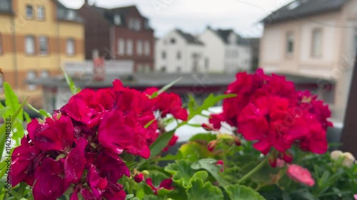 Wallpaper Mural Vibrant red geraniums adorning a balcony with Germany city view Torontodigital.ca
