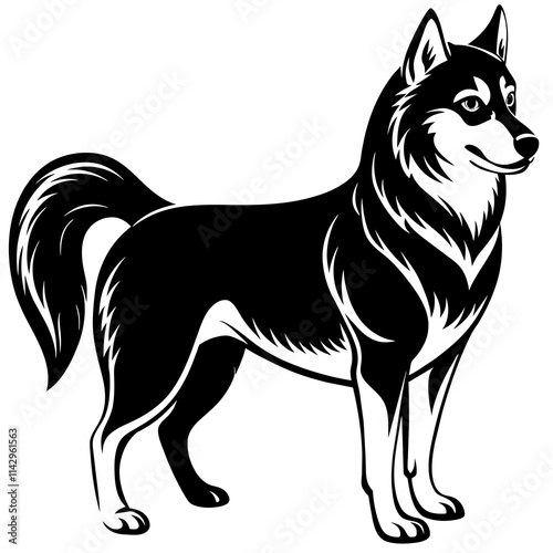 black and white dog