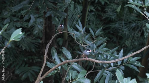 Exotic Bird Perched in a Lush Tropical Forest - 4K Wildlife Video
